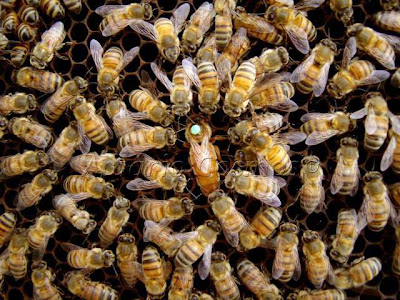 Atraídas pela doçura de pessoa que é o nobre Senador Dias, as abelhas não cumpriram os intentos dos agentes bolchevistas que as soltaram no senado.