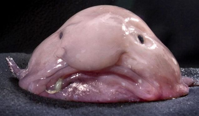 World#39;s ugliest animalNo ugliest person in world. World#39;s ugliest animalNo