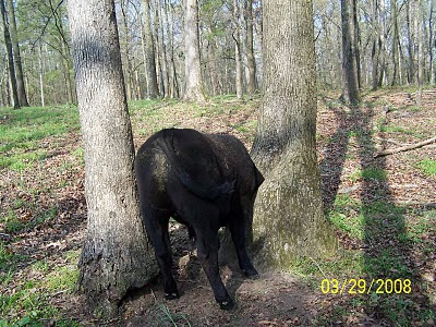 amnesia the small horse prologue download