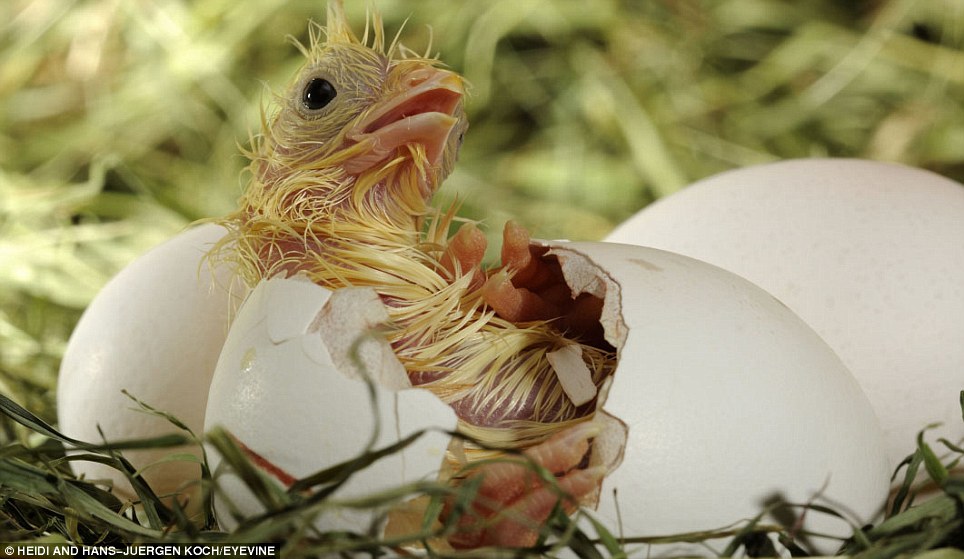 Hatching Eggs.