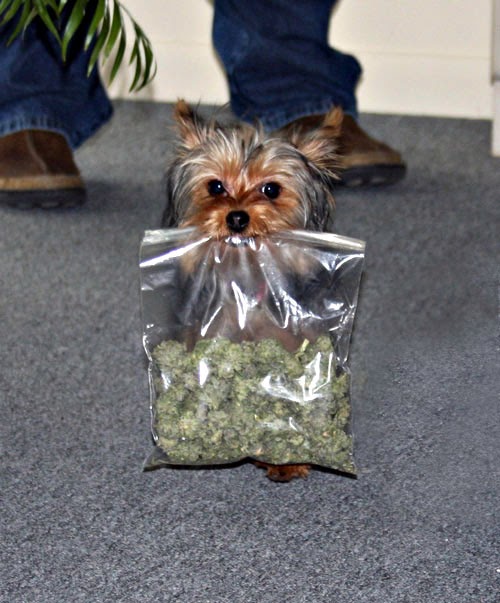 I Have Seen The Whole Of The Stoner Dog