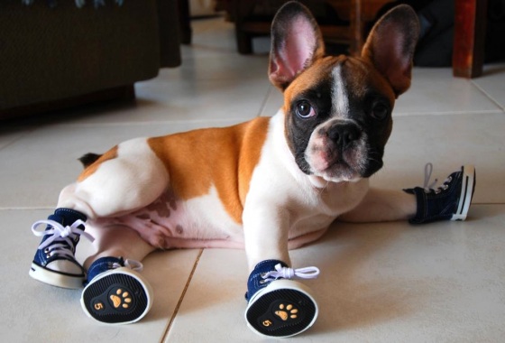 converse pour chien converse pour chien