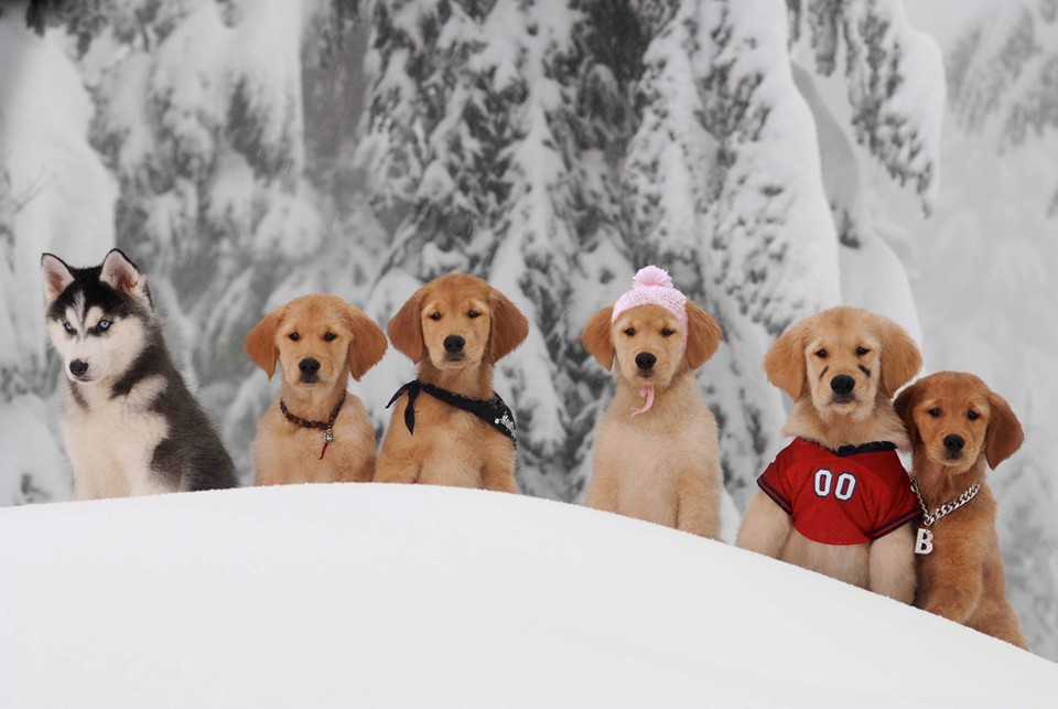SANTA BUDDIES