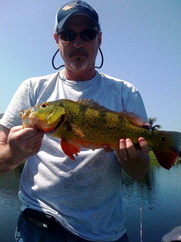 Peacock Bass Fishing Miami Butterfly Peacock Bass in Florida!