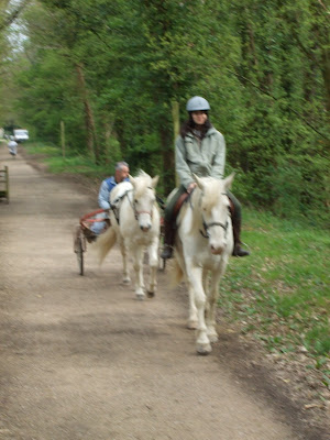 Le poney attelé... DSCF1515