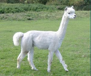Gambar Foto Binatang Aneh - Weird Animals Pictures:Blog