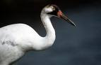 crane,kraniche