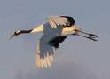 crane,kraniche