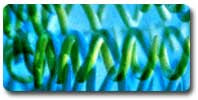 spirulina,health, Kesehatan, virus herpes, diabetes melitus