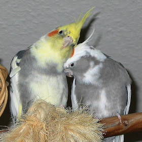 Crazy For Cockatiels To Breed Or Not To Breed The Decision To Rear Baby Cockatiels,Bathroom Countertops Lowes