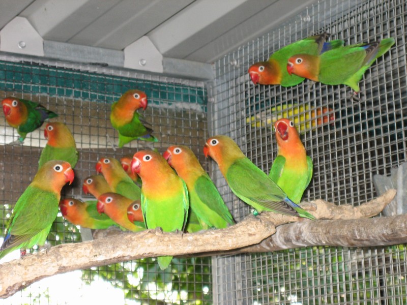 love bird cages
