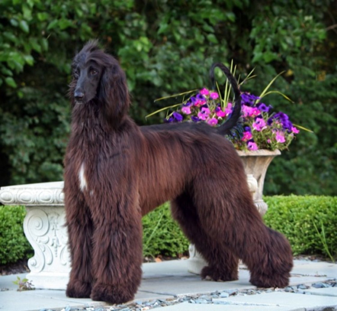 Pets: Afghan Hound