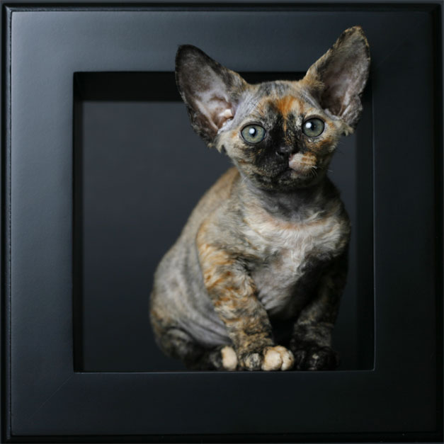 Devon+rex+kittens+for+sale+florida