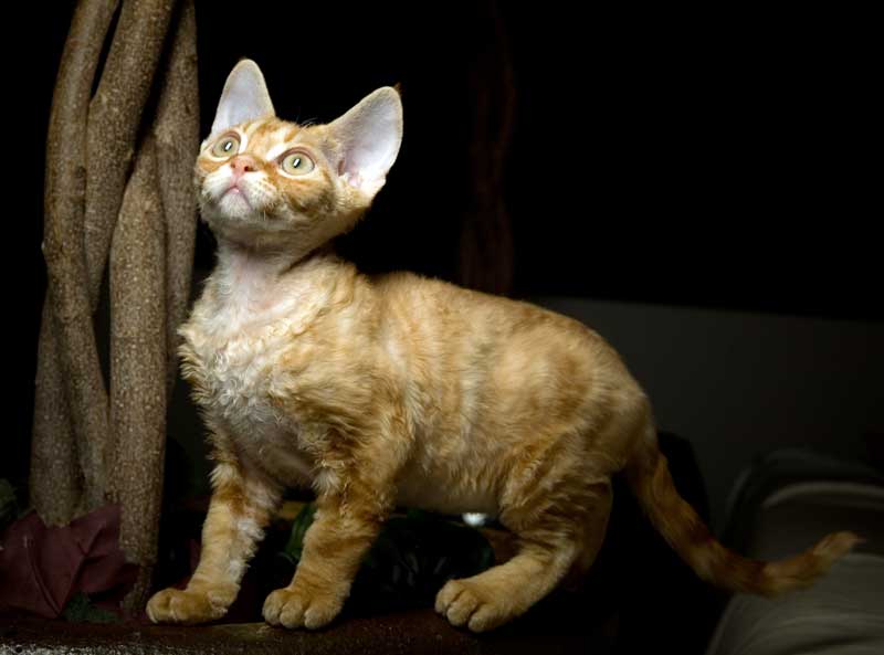 Devon+rex+breed