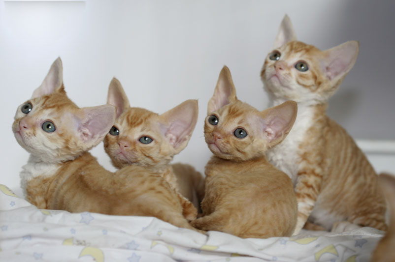 Devon+rex+kittens+for+sale+in+ohio
