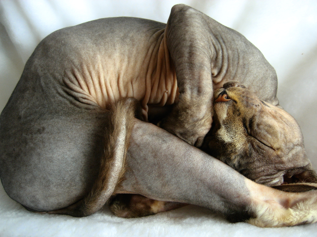 http://4.bp.blogspot.com/_jZHHRfnq9F8/TUblzr_f9II/AAAAAAAAMJU/kgdnp9usKLQ/s1600/Sphynx.jpg