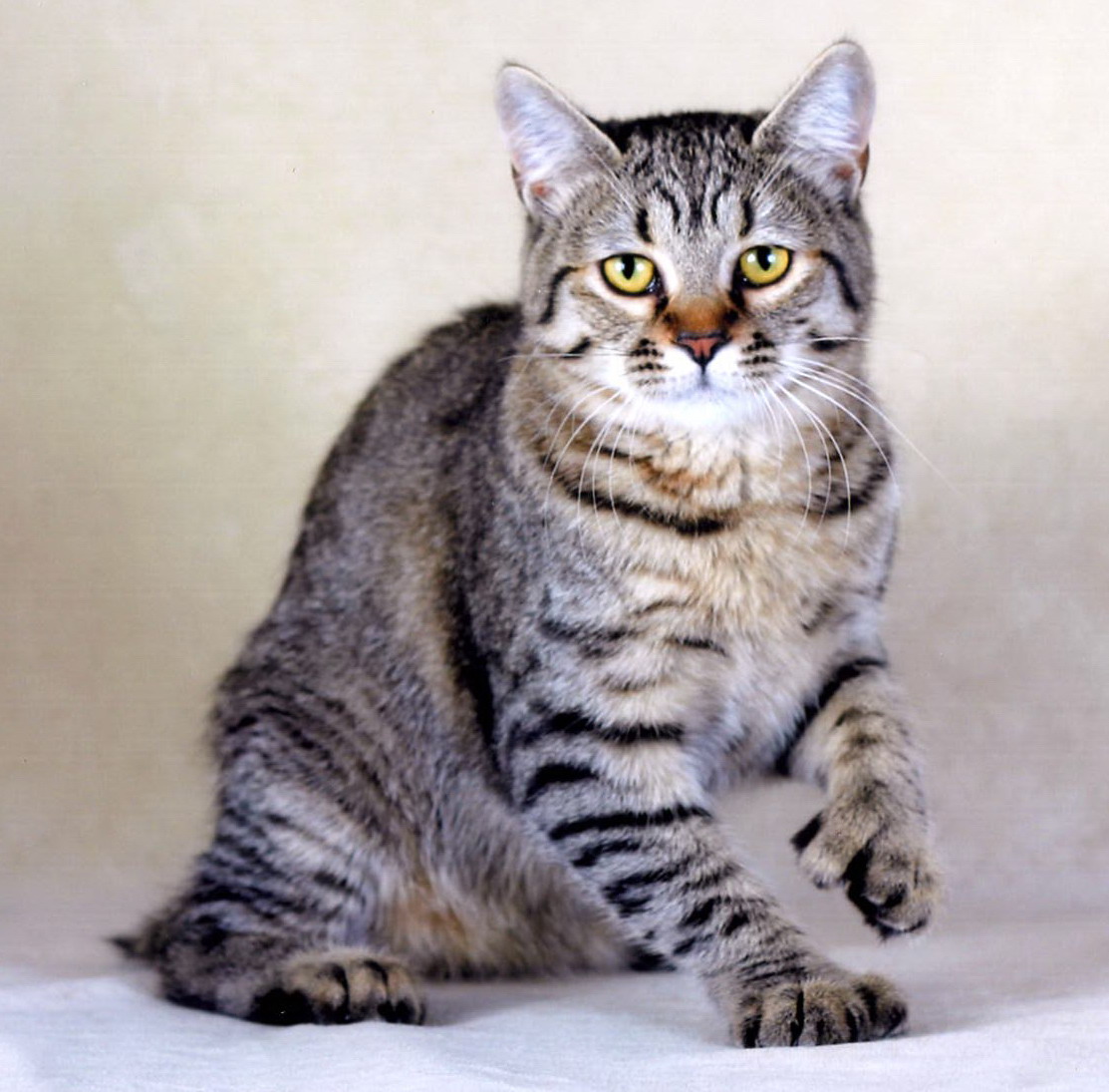 Amazing Dogs Breeds: Pixie-Bob Cat