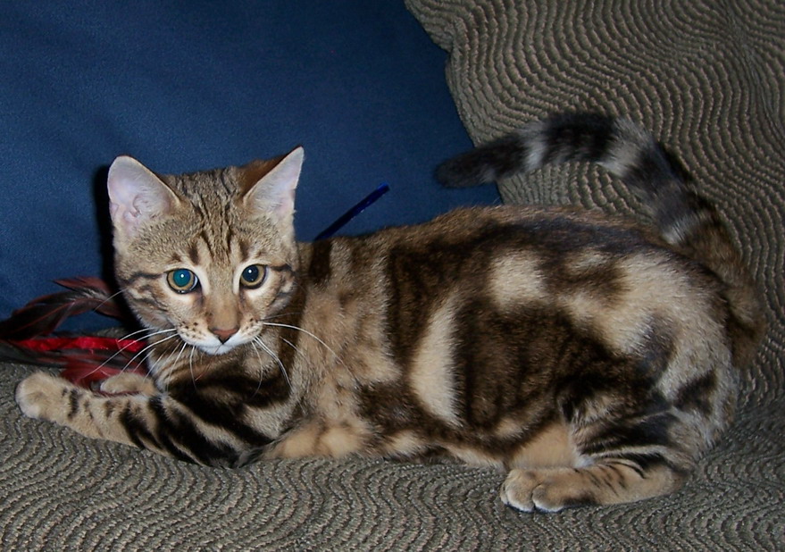 Amazing Dogs Breeds Bengal Cat