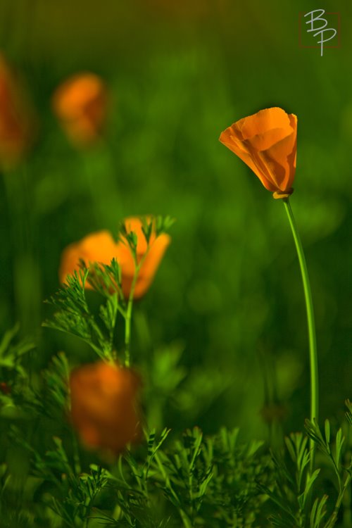[IMG_0604_1.JPG]