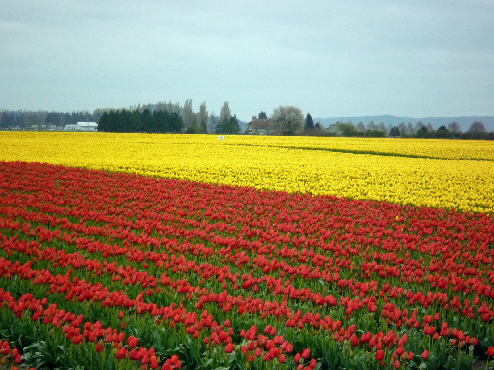 Tulip Farms