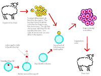 Method Of Cloning