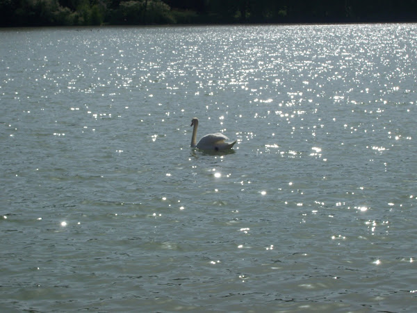 The lake where the Von Trapp children fell out of a boat!