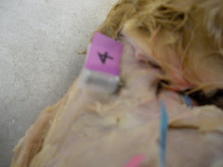 Clavotrapezius Of Cat