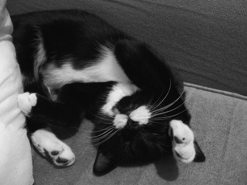 ella-kitten-photos-cat-photos-gallery-cute-black-and-white-fluffy-playfull-pose-on-sofa.jpg