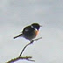 Stonechat - Marloes