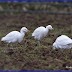 Cattle Egrets (five)