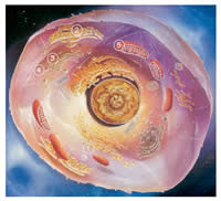 celula celula