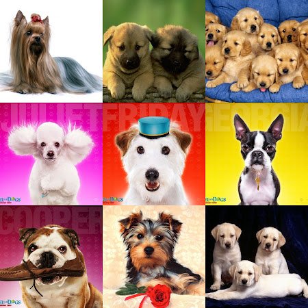 funny dog wallpaper. funny dog wallpaper. Dogs Wallpapers: High Quality