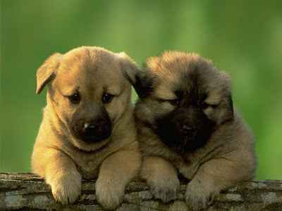 Free+dog+pictures+wallpaper