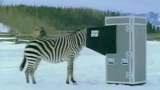 zebra referee