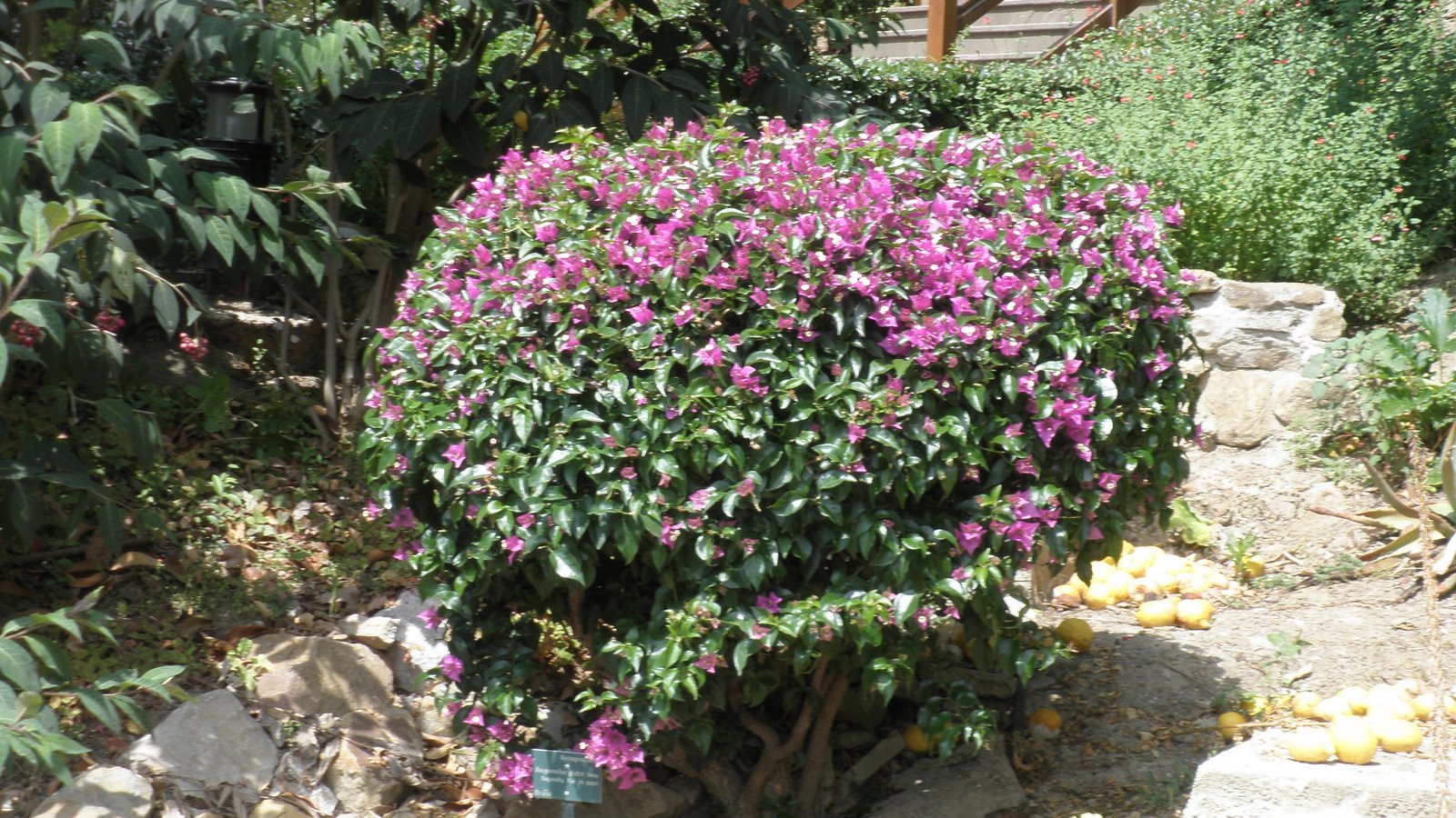 jardinbio: Buganvillas