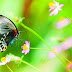 Apakah Anda Social Butterfly?