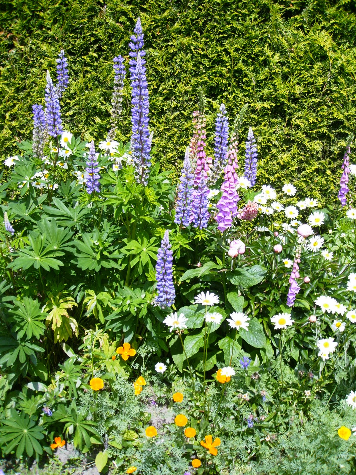 fehnteddy Mein blühender Garten