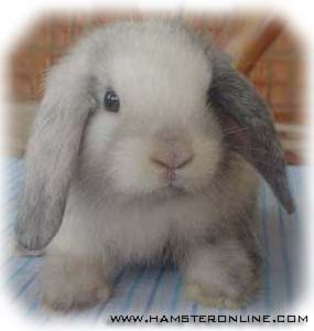 rabbit rabbits