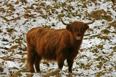Highland Cow on the Wolds Way
