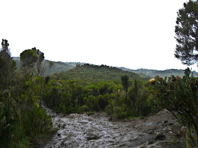 Descending into rainforest