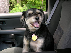 Dog who lives for car/truck rides