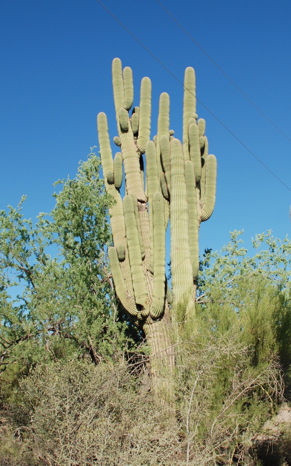 [multiple+arms+saguaro.jpg]