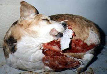 a look at animal testing as abuse of the innocent For what reasons should i be against animal testing peta is a good place to look and see about animal testing the animals are innocent and did. a look at animal testing as abuse of the innocent For what reasons should i be against animal testing peta is a good place to look and see about animal testing the animals are innocent and did.