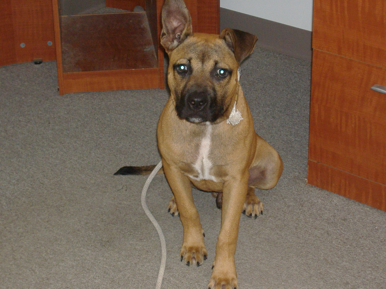 Adopt A Dog Deland Florida Adopt A Dog Deland Florida