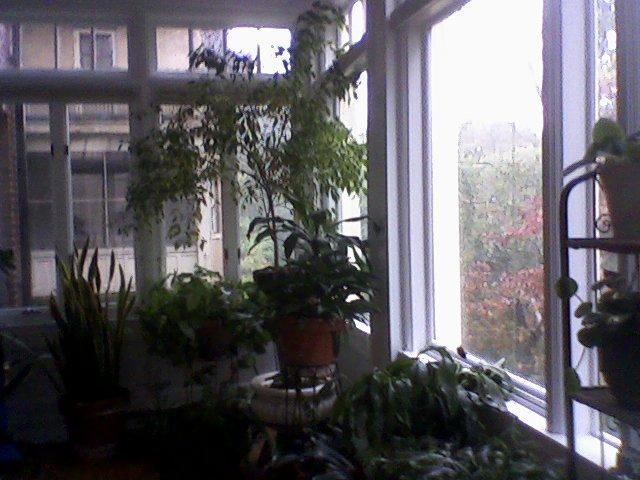 [Plants-Sunroom-rainyday-WashDC-25Oct2008.JPG]
