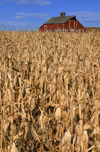 [corn.jpg]