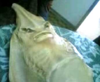 Manusia Ikan Pari