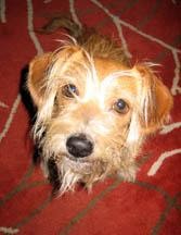 [perro+1.bmp]