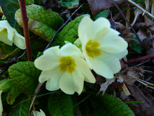 Pimaira Primula vera