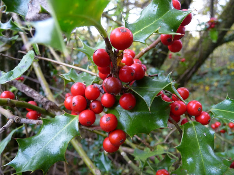 ilex aquifilium